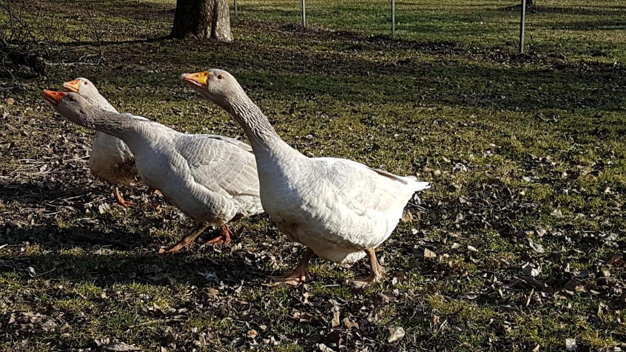 Ferienwohnung Hobbyhof Deggenhausertal Zewnętrze zdjęcie
